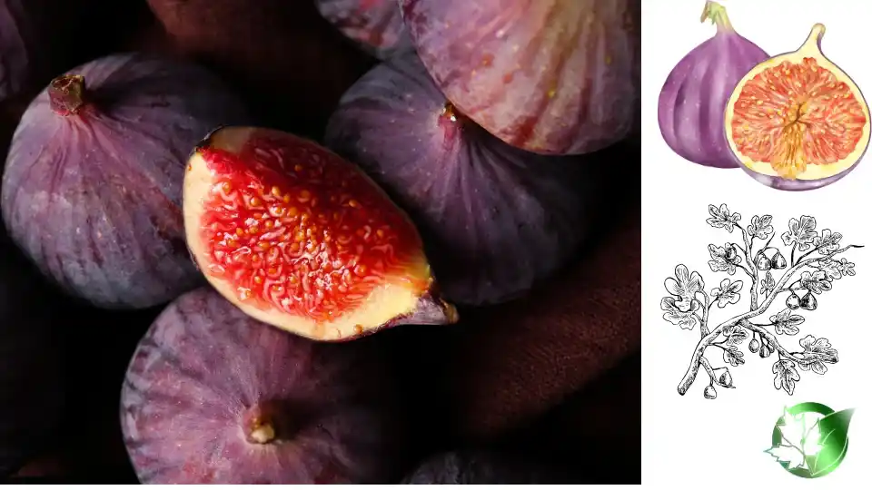 Fig Compote quality, format, and packaging should be matched to the buyer’s target application.